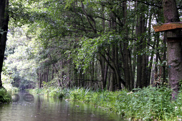 Die Bäume im Spreewald reichen bis an die Ufer der Flusslandschaften heran.