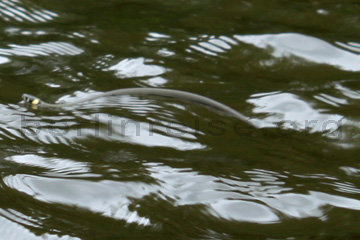Wasserschlange im Spreewald die um unser Kanu schwamm.
